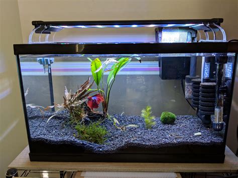 10 gallon betta aquarium